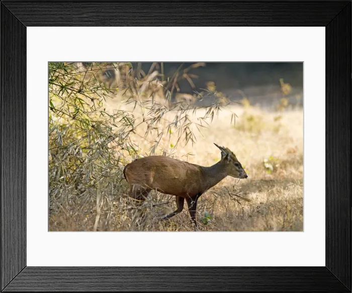 Framed Print : Picture No. 10898183 Framed Print : Picture No. 10898183
