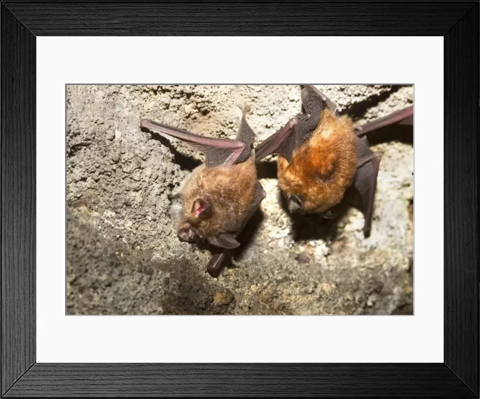 Framed Print : Picture No. 10898179 Framed Print : Picture No. 10898179