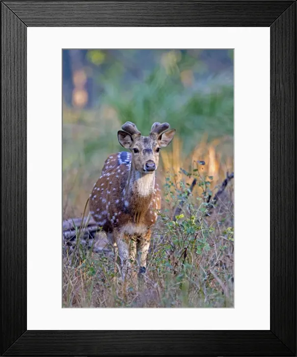 Framed Print : Picture No. 10898186 Framed Print : Picture No. 10898186