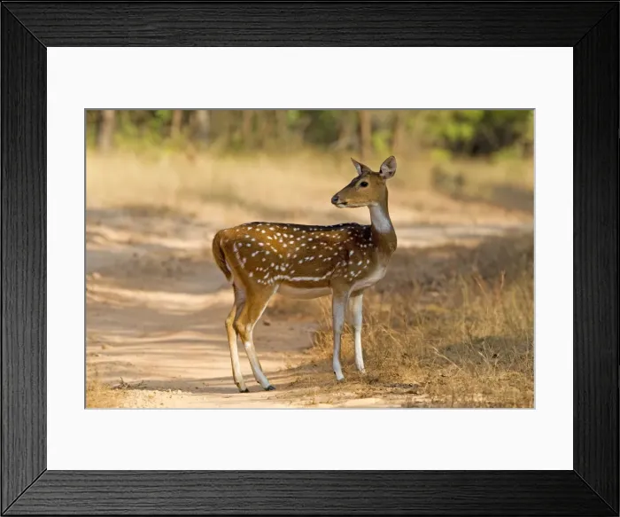Framed Print : Picture No. 10898184 Framed Print : Picture No. 10898184