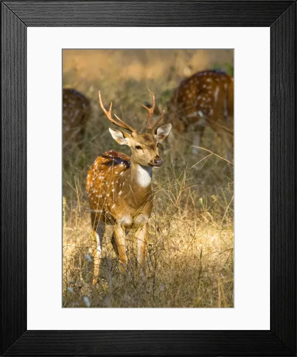 Framed Print : Picture No. 10898188 Framed Print : Picture No. 10898188