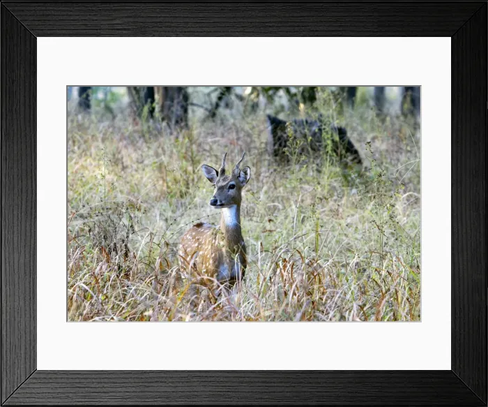 Framed Print : Picture No. 10898185 Framed Print : Picture No. 10898185