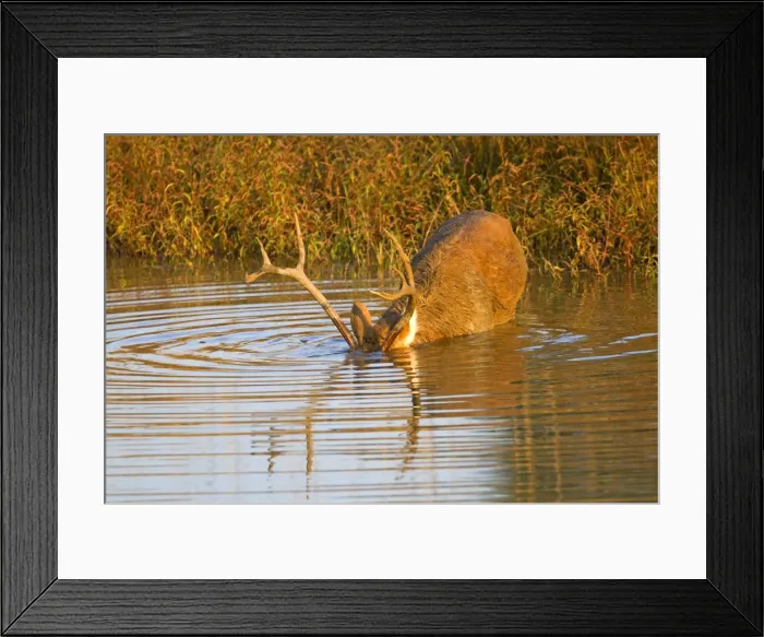 Framed Print : Picture No. 10898190 Framed Print : Picture No. 10898190