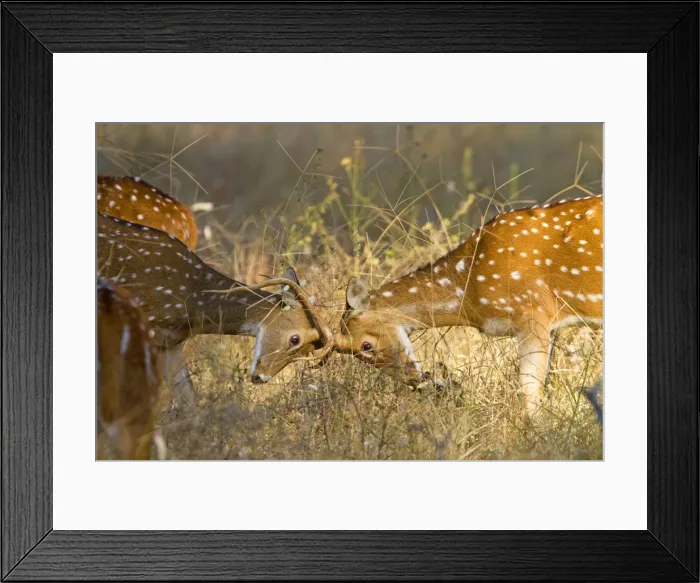 Framed Print : Picture No. 10898187