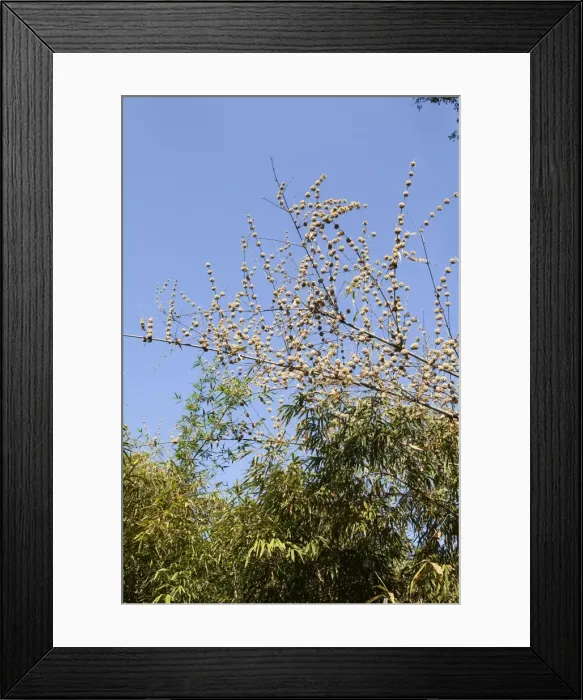Framed Print : Picture No. 10898182