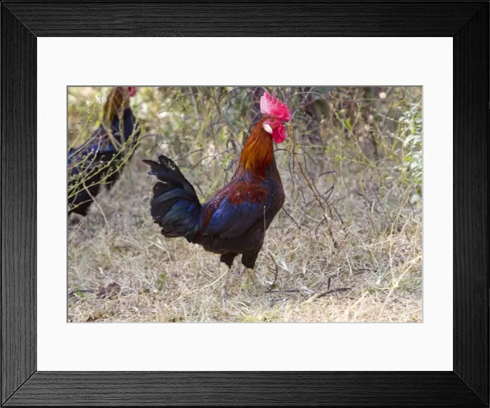 Framed Print : Picture No. 10898193
