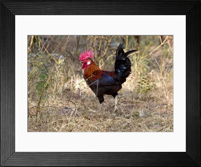 Framed Print : Picture No. 10898194 Framed Print : Picture No. 10898194