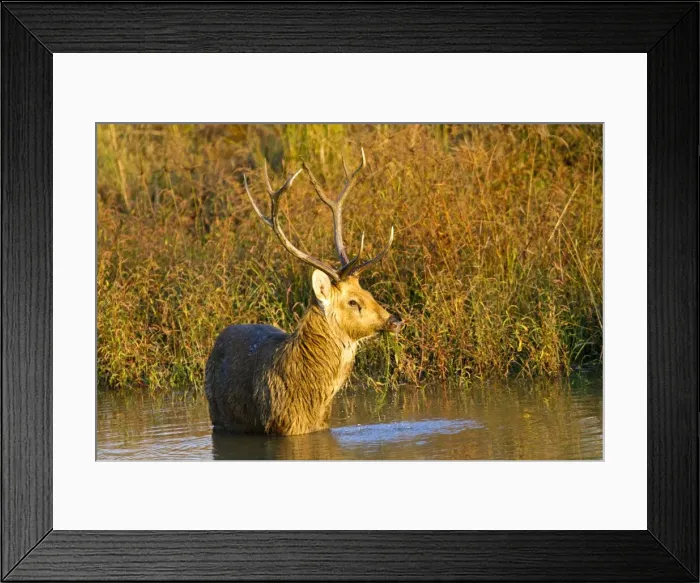 Framed Print : Picture No. 10898189 Framed Print : Picture No. 10898189