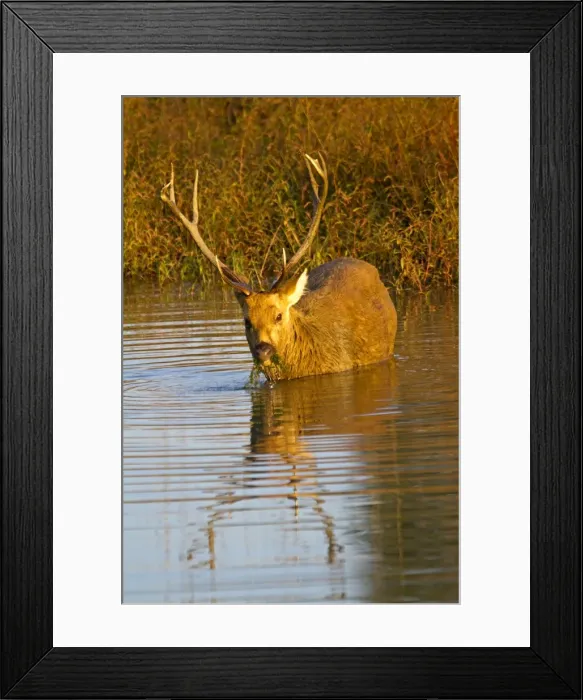 Framed Print : Picture No. 10898191 Framed Print : Picture No. 10898191