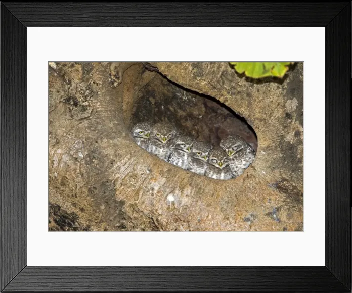 Framed Print : Picture No. 10898192