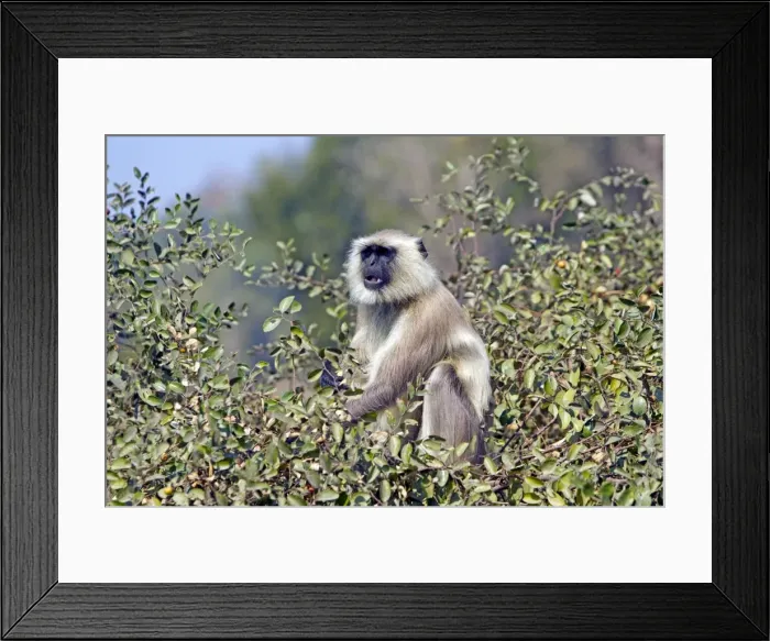 Framed Print : Picture No. 10898199 Framed Print : Picture No. 10898199