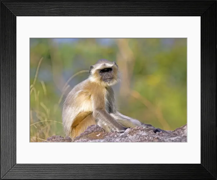 Framed Print : Picture No. 10898202 Framed Print : Picture No. 10898202