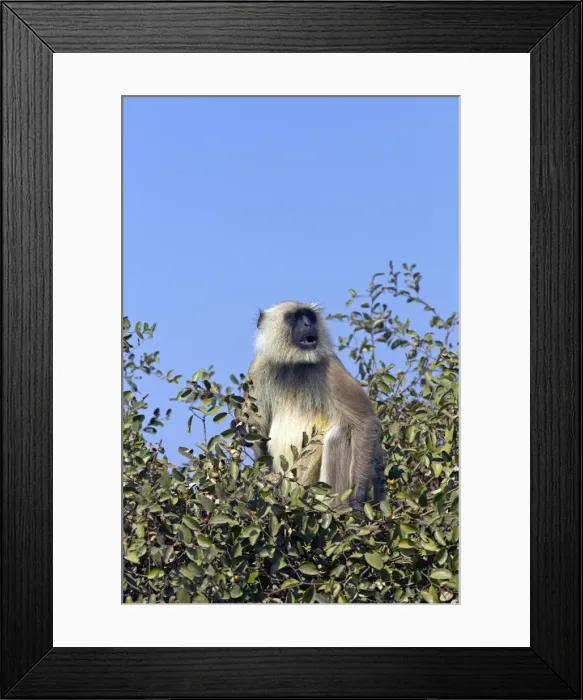 Framed Print : Picture No. 10898200 Framed Print : Picture No. 10898200