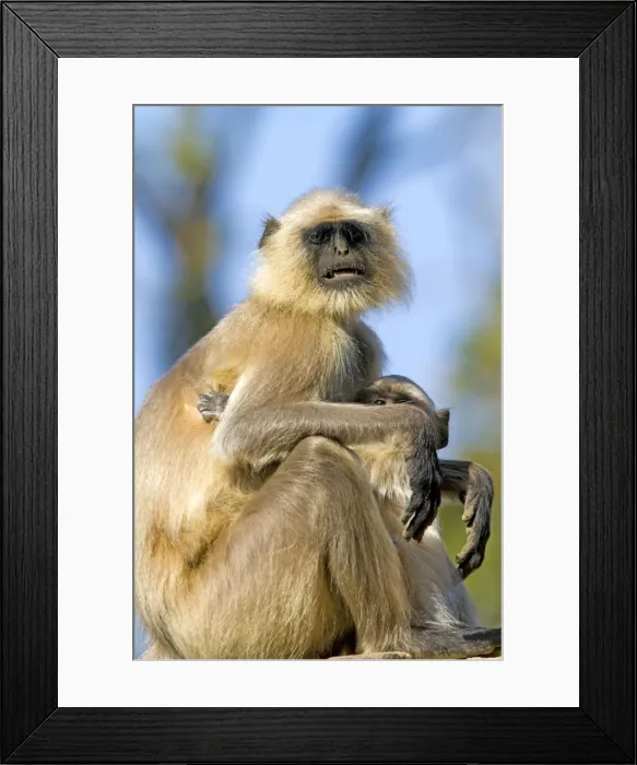 Framed Print : Picture No. 10898203 Framed Print : Picture No. 10898203