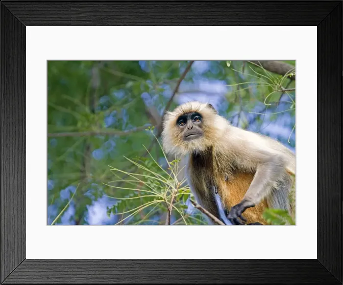Framed Print : Picture No. 10898204 Framed Print : Picture No. 10898204