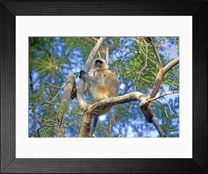Framed Print : Picture No. 10898201