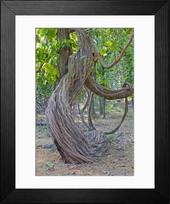 Framed Print : Picture No. 10898206 Framed Print : Picture No. 10898206