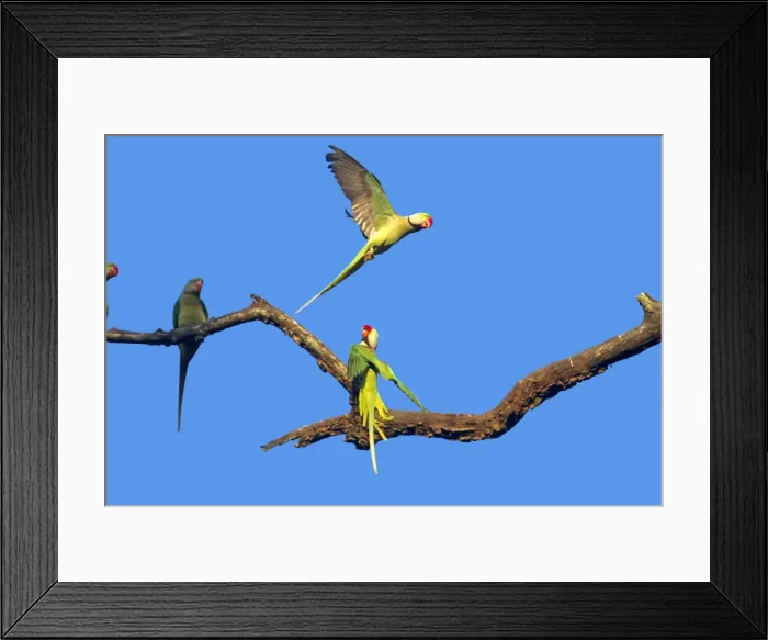 Framed Print : Picture No. 10898210 Framed Print : Picture No. 10898210