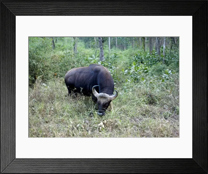 Framed Print : Picture No. 10898205 Framed Print : Picture No. 10898205