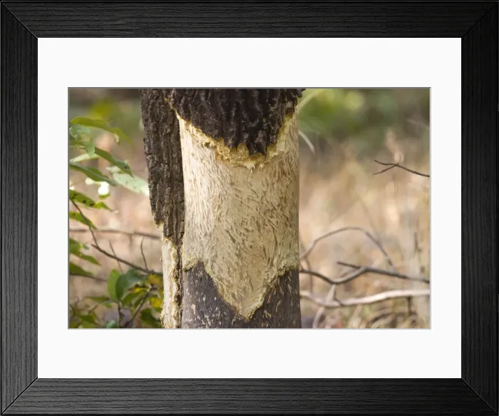 Framed Print : Picture No. 10898214