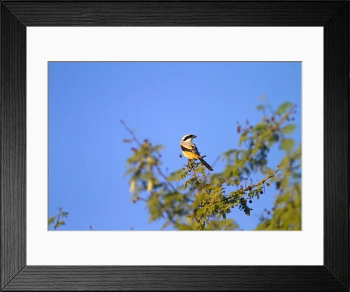 Framed Print : Picture No. 10898212 Framed Print : Picture No. 10898212
