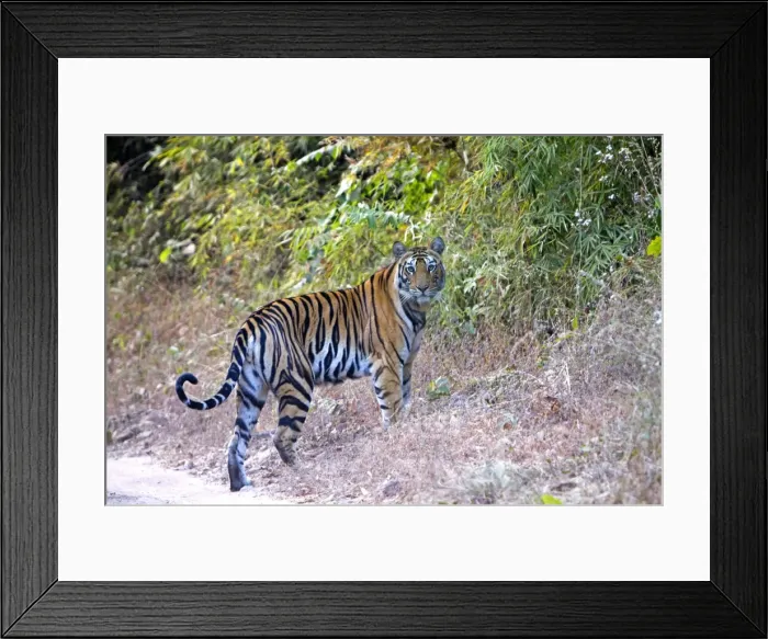 Framed Print : Picture No. 10898215 Framed Print : Picture No. 10898215