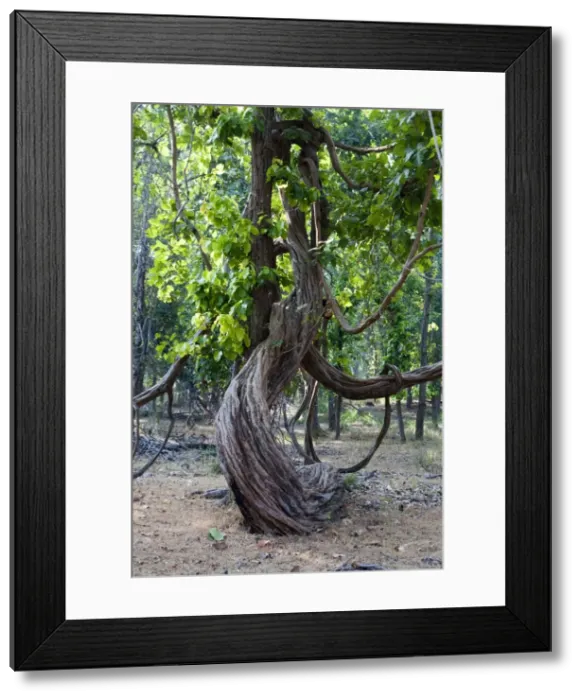 Framed Print : Picture No. 10898207 Framed Print : Picture No. 10898207