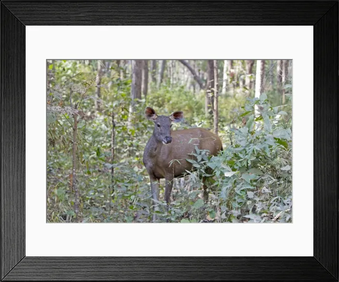 Framed Print : Picture No. 10898216 Framed Print : Picture No. 10898216