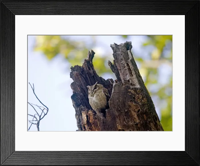 Framed Print : Picture No. 10898211 Framed Print : Picture No. 10898211