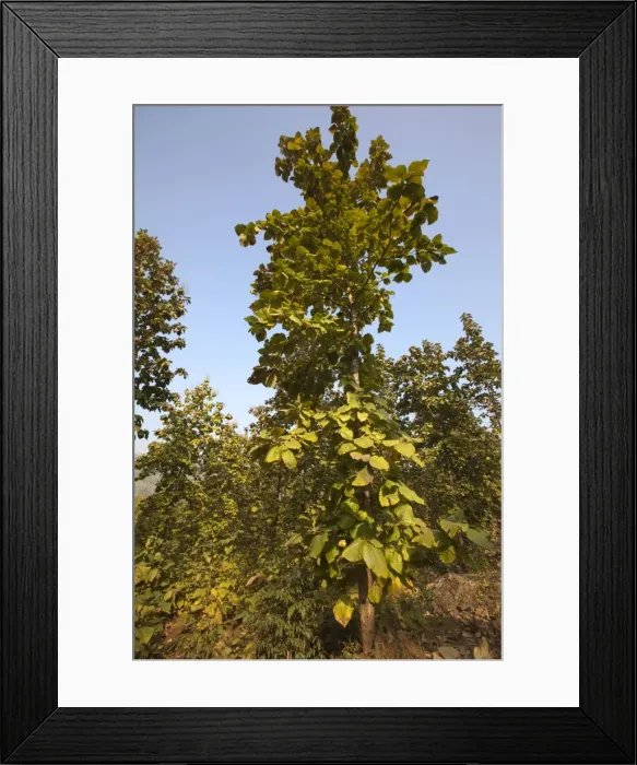 Framed Print : Picture No. 10898219 Framed Print : Picture No. 10898219