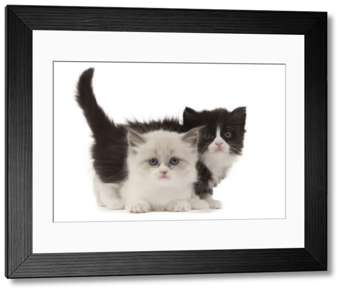 Framed Print : Picture No. 10898221 Framed Print : Picture No. 10898221