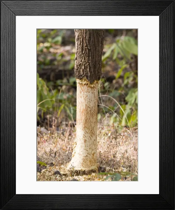 Framed Print : Picture No. 10898213 Framed Print : Picture No. 10898213