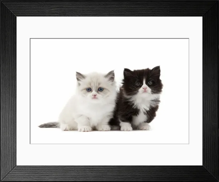 Framed Print : Picture No. 10898223 Framed Print : Picture No. 10898223