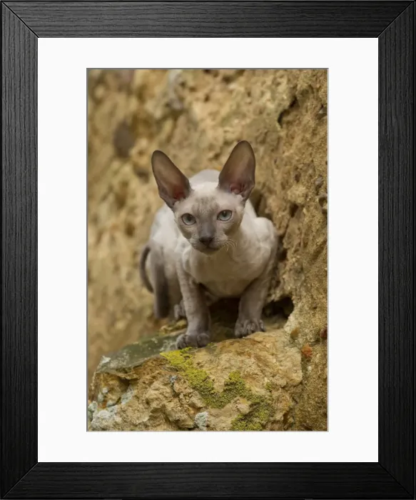 Framed Print : Picture No. 10898220 Framed Print : Picture No. 10898220