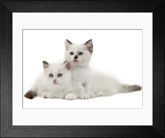 Framed Print : Picture No. 10898224 Framed Print : Picture No. 10898224