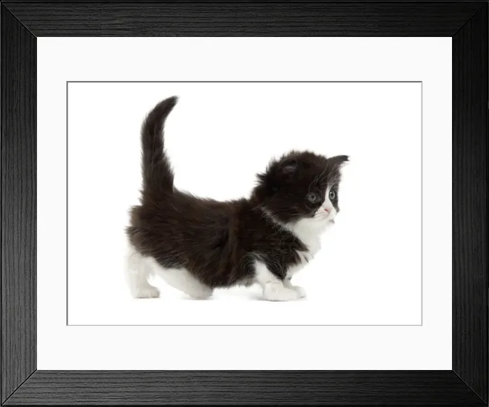Framed Print : Picture No. 10898222 Framed Print : Picture No. 10898222