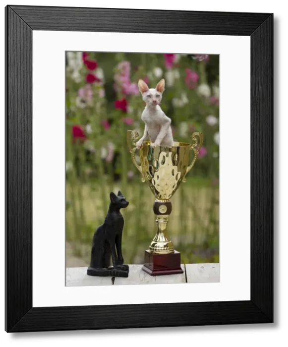 Framed Print : Picture No. 10898225 Framed Print : Picture No. 10898225