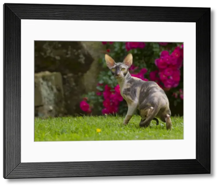 Framed Print : Picture No. 10898227 Framed Print : Picture No. 10898227