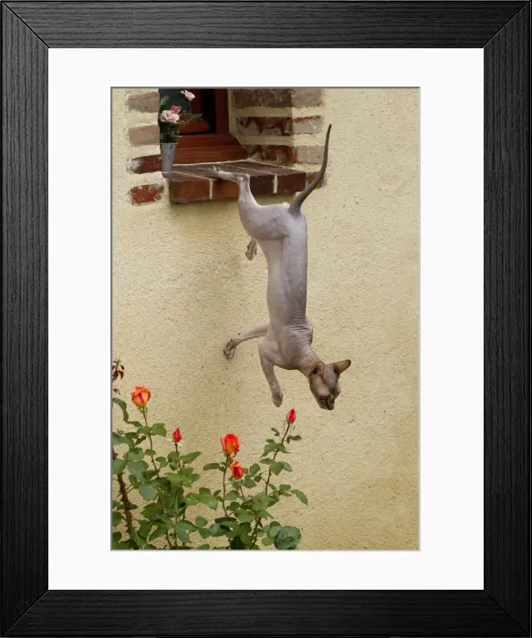 Framed Print : Picture No. 10898234 Framed Print : Picture No. 10898234