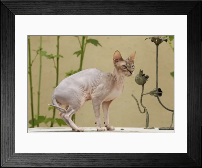 Framed Print : Picture No. 10898235 Framed Print : Picture No. 10898235