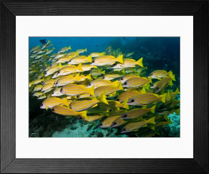 Framed Print : Picture No. 10892941 Framed Print : Picture No. 10892941