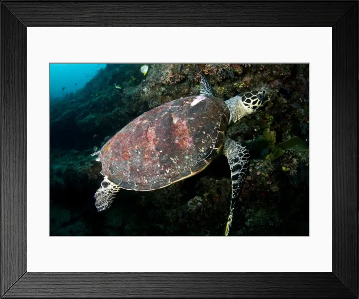 Framed Print : Picture No. 10892947 Framed Print : Picture No. 10892947