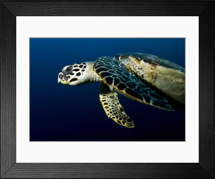 Framed Print : Picture No. 10892946 Framed Print : Picture No. 10892946