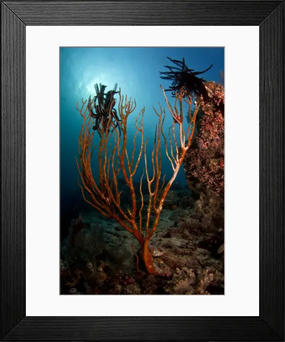 Framed Print : Picture No. 10892948 Framed Print : Picture No. 10892948