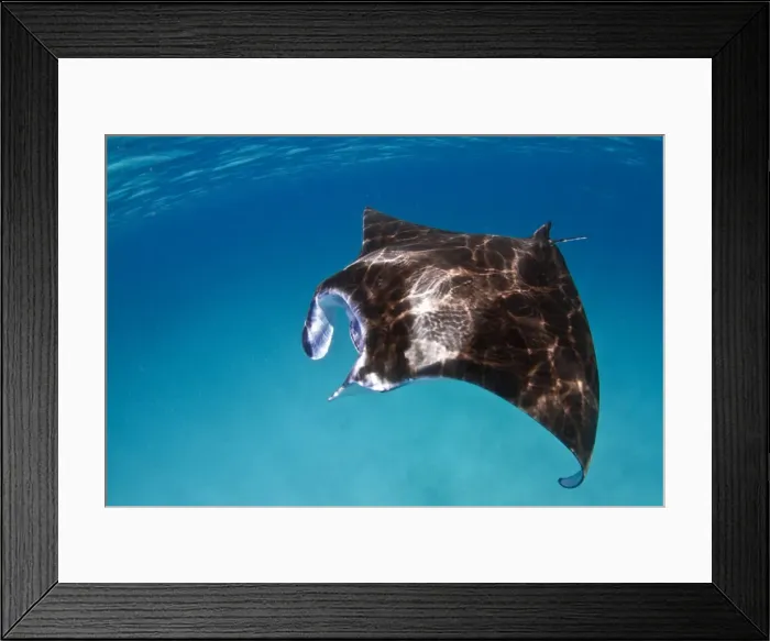 Framed Print : Picture No. 10892942 Framed Print : Picture No. 10892942