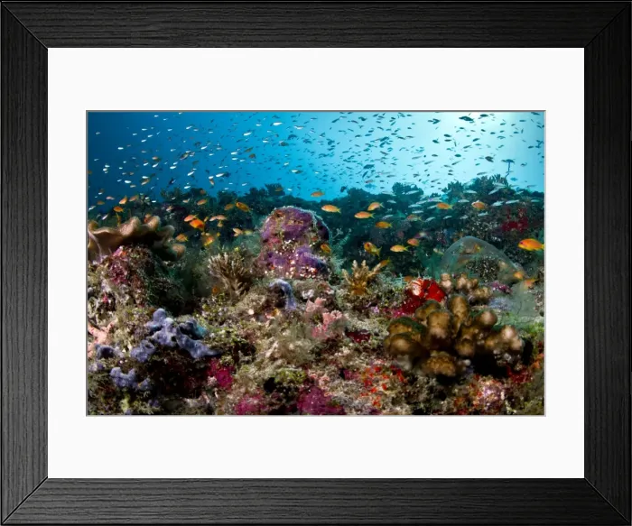 Framed Print : Picture No. 10892950 Framed Print : Picture No. 10892950