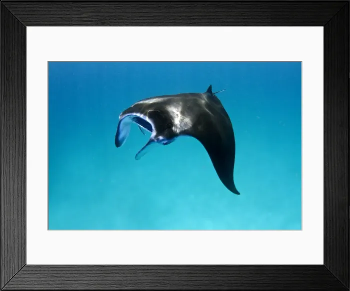 Framed Print : Picture No. 10892944 Framed Print : Picture No. 10892944