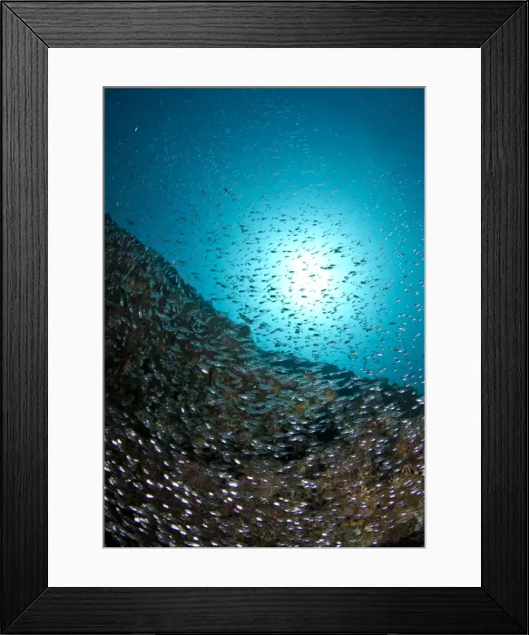 Framed Print : Picture No. 10892952