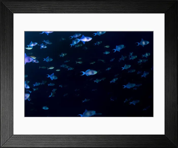 Framed Print : Picture No. 10892953 Framed Print : Picture No. 10892953