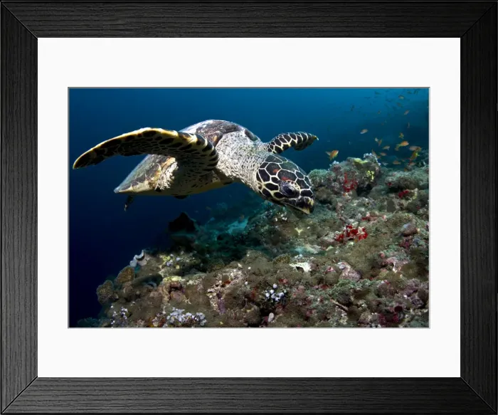 Framed Print : Picture No. 10892955 Framed Print : Picture No. 10892955
